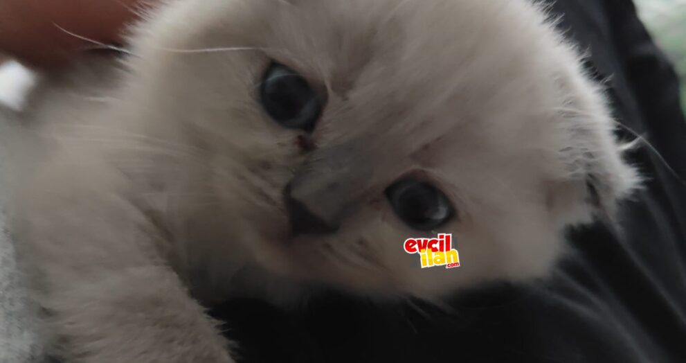 beyaz scottish fold kedi